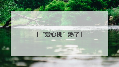 “爱心桃”熟了