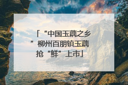 “中国玉藕之乡”柳州百朋镇玉藕抢“鲜”上市
