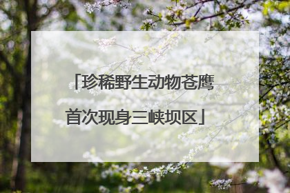 珍稀野生动物苍鹰首次现身三峡坝区