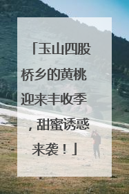 玉山四股桥乡的黄桃迎来丰收季，甜蜜诱惑来袭！