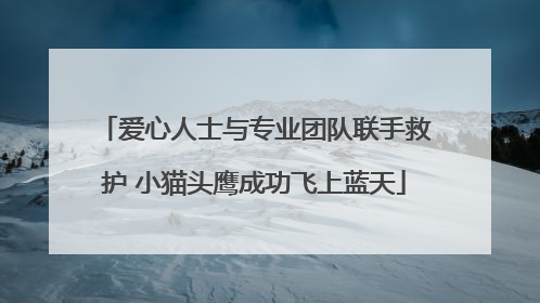 爱心人士与专业团队联手救护 小猫头鹰成功飞上蓝天