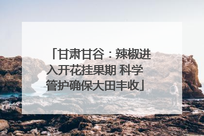 甘肃甘谷：辣椒进入开花挂果期 科学管护确保大田丰收