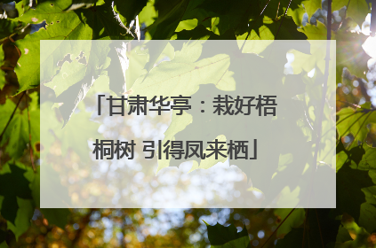 甘肃华亭：栽好梧桐树 引得凤来栖