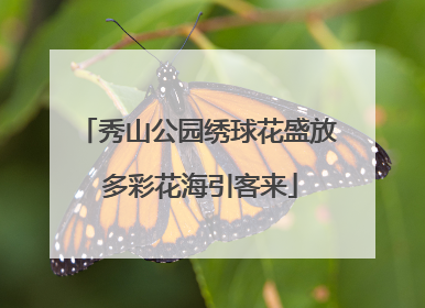 秀山公园绣球花盛放 多彩花海引客来