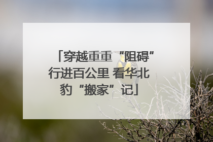 穿越重重“阻碍”行进百公里 看华北豹“搬家”记
