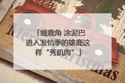 缠鹿角 涂泥巴 进入发情季的雄鹿这样“秀肌肉”
