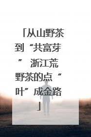 从山野茶到“共富芽” 浙江荒野茶的点“叶”成金路