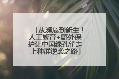 从濒危到新生！人工繁育+野外保护让中国绿孔雀走上种群逆袭之路