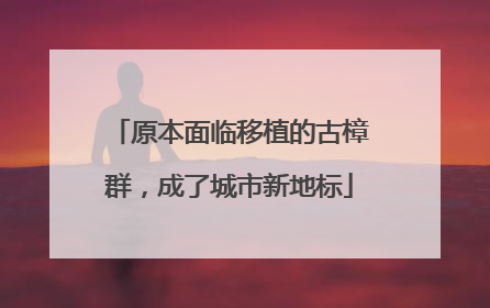 原本面临移植的古樟群，成了城市新地标