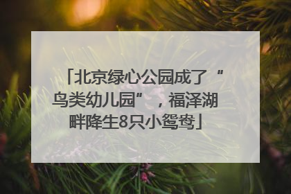 北京绿心公园成了“鸟类幼儿园”，福泽湖畔降生8只小鸳鸯
