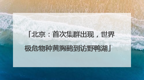 北京：首次集群出现，世界极危物种黄胸鹀到访野鸭湖
