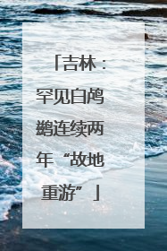吉林：罕见白鸬鹚连续两年“故地重游”