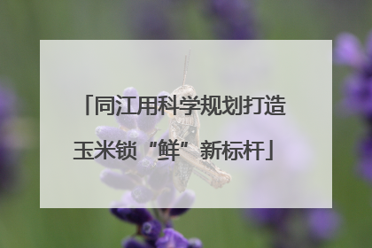 同江用科学规划打造玉米锁“鲜”新标杆