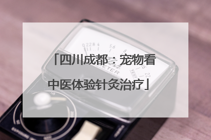 四川成都：宠物看中医体验针灸治疗
