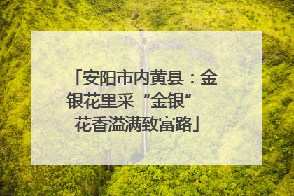 安阳市内黄县：金银花里采“金银” 花香溢满致富路