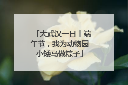 大武汉一日丨端午节，我为动物园小矮马做粽子