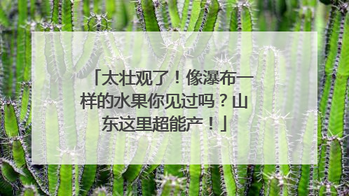 太壮观了！像瀑布一样的水果你见过吗？山东这里超能产！