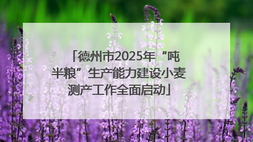 德州市2025年“吨半粮”生产能力建设小麦测产工作全面启动