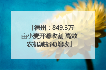 德州：849.3万亩小麦开镰收割 高效农机减损助增收