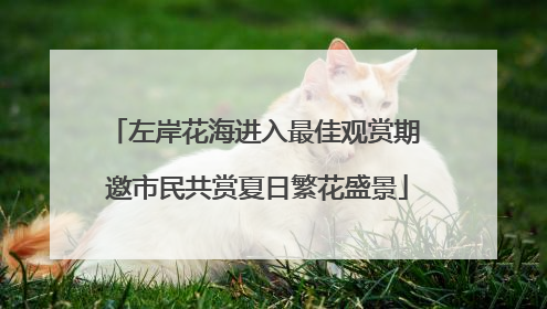 左岸花海进入最佳观赏期 邀市民共赏夏日繁花盛景