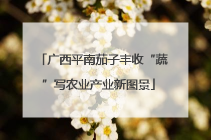 广西平南茄子丰收“蔬”写农业产业新图景