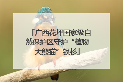 广西花坪国家级自然保护区守护“植物大熊猫”银杉