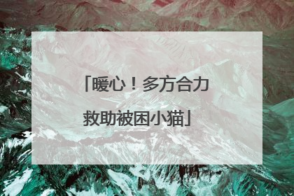 暖心！多方合力救助被困小猫