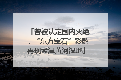 曾被认定国内灭绝，“东方宝石”彩鹮再现孟津黄河湿地