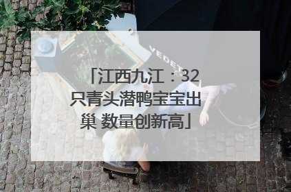 江西九江：32只青头潜鸭宝宝出巢 数量创新高