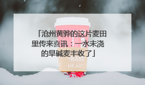 沧州黄骅的这片麦田里传来喜讯：一水未浇的旱碱麦丰收了