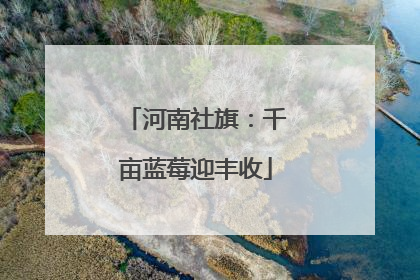 河南社旗：千亩蓝莓迎丰收