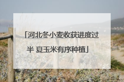 河北冬小麦收获进度过半 夏玉米有序种植