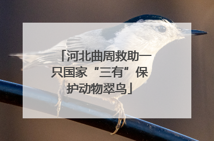 河北曲周救助一只国家“三有”保护动物翠鸟