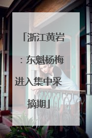 浙江黄岩：东魁杨梅进入集中采摘期