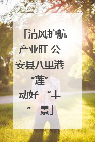 清风护航产业旺 公安县八里港 “莲” 动好 “丰” 景