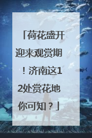 荷花盛开迎来观赏期！济南这12处赏花地你可知？