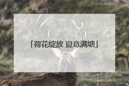 荷花绽放 夏意满塘