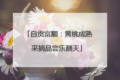 自贡富顺：黄桃成熟 采摘品尝乐翻天