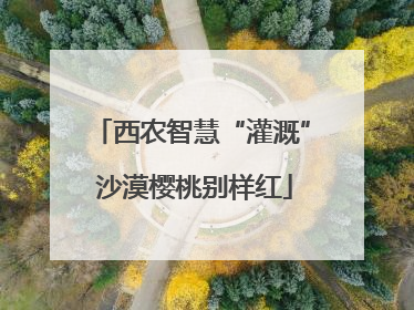 西农智慧“灌溉” 沙漠樱桃别样红