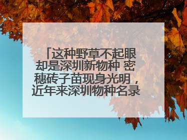 这种野草不起眼 却是深圳新物种 密穗砖子苗现身光明，近年来深圳物种名录不断刷新
