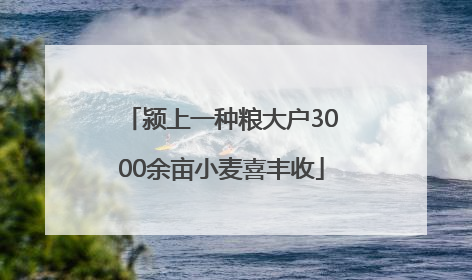 颍上一种粮大户3000余亩小麦喜丰收
