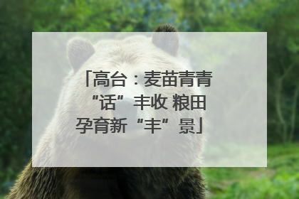 高台：麦苗青青“话”丰收 粮田孕育新“丰”景