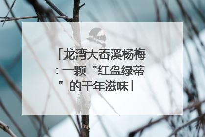 龙湾大岙溪杨梅：一颗“红盘绿蒂”的千年滋味