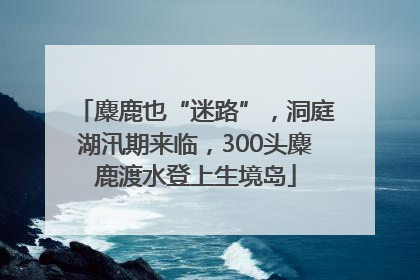 麋鹿也“迷路”，洞庭湖汛期来临，300头麋鹿渡水登上生境岛