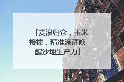 麦浪归仓，玉米接棒，精准滴灌唤醒沙地生产力