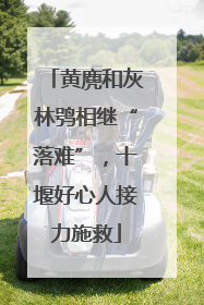 黄麂和灰林鸮相继“落难”，十堰好心人接力施救