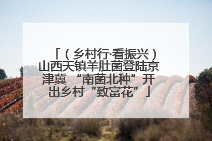 （乡村行·看振兴）山西天镇羊肚菌登陆京津冀 “南菌北种”开出乡村“致富花”