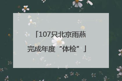 107只北京雨燕完成年度“体检”